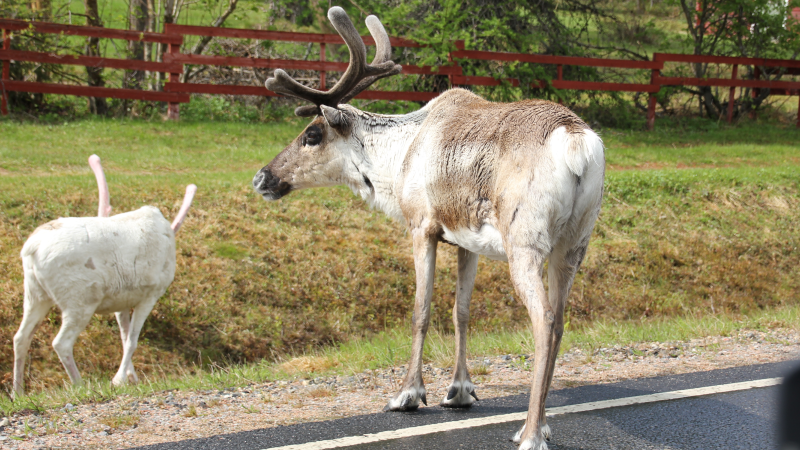 Frukost, lunch och middag